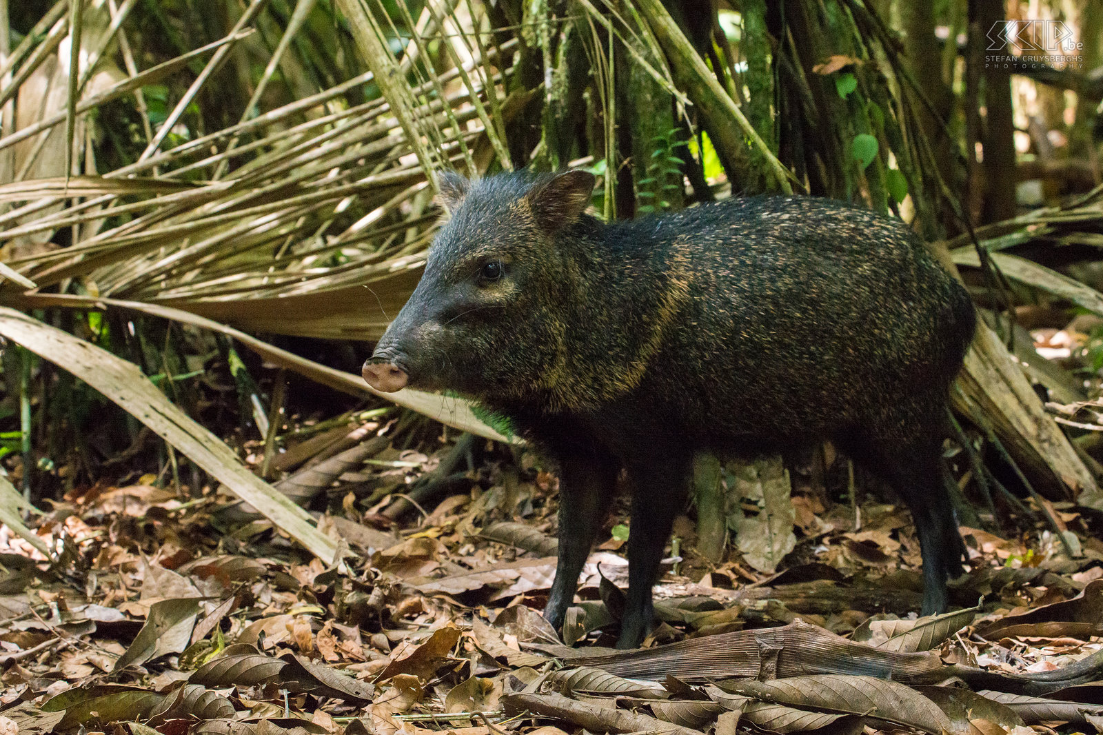La Selva - Collared peccary The collared peccary (pecari tajacu) is a widespread mammal found throughout much of the tropical and subtropical Americas. They are diurnal animals that feed on fruits, roots, tubers, grasses, invertebrates, and small vertebrates. Stefan Cruysberghs